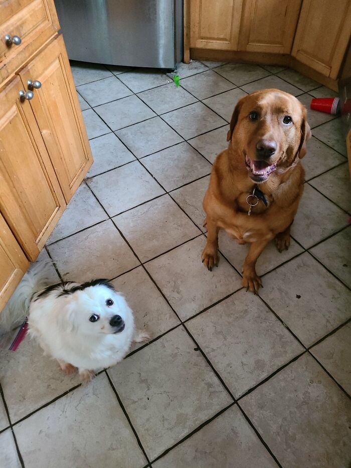 My Dog Spock (Small) And My Parent's Dog Orion (Lab) Waiting Ever So Patiently For Their Treats