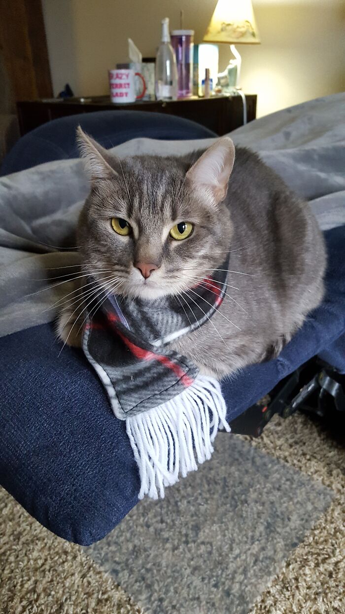 My Lovely Gray Tabby From This Christmas.