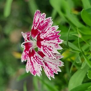 haodadawanincura avatar