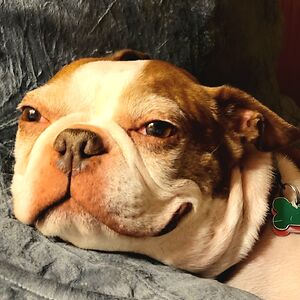 brintonoffers avatar