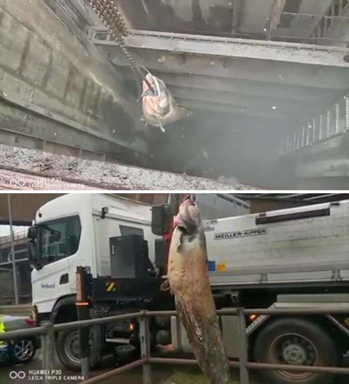 This Footage Of The Reason For A Blocked Pipe In An Industrial Plant...