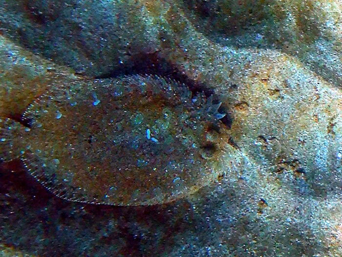 Flatfish Aka Flounder, Off Maui