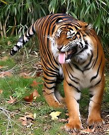 220px-Sumatratiger-004.jpg
