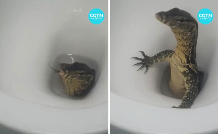 Un turista británico grabó a un "lagarto monitor" saliendo de su taza de váter en Tailandia