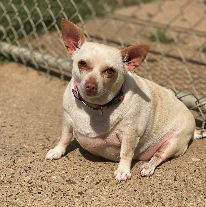 This Chihuahua Was Left In A Shelter To Be Euthanized Because Of Her Weight This Chihuahua Was Left In A Shelter To Be Euthanized Because Of Her Weight