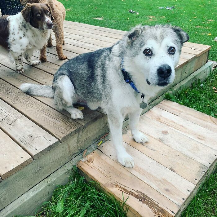 Man Adopts Abandoned Senior Husky And Sheds Light On Important Issues
