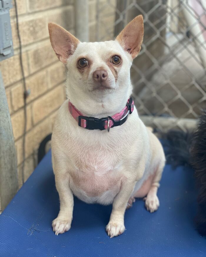 This Chihuahua Was Left In A Shelter To Be Euthanized Because Of Her Weight This Chihuahua Was Left In A Shelter To Be Euthanized Because Of Her Weight