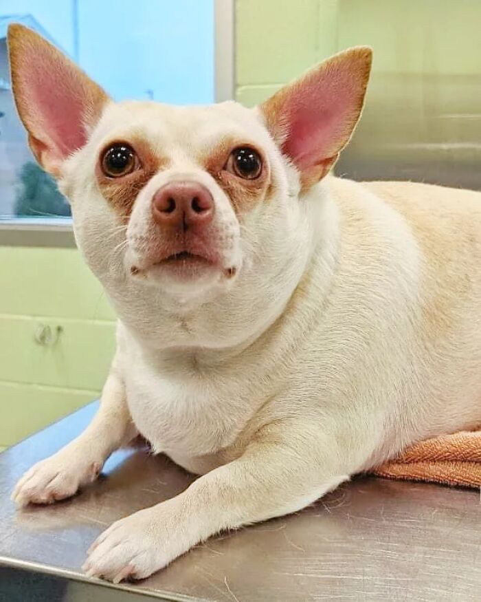 This Chihuahua Was Left In A Shelter To Be Euthanized Because Of Her Weight This Chihuahua Was Left In A Shelter To Be Euthanized Because Of Her Weight