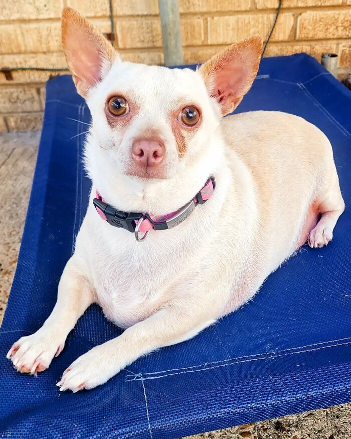 This Chihuahua Was Left In A Shelter To Be Euthanized Because Of Her Weight This Chihuahua Was Left In A Shelter To Be Euthanized Because Of Her Weight