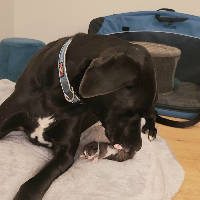 "Because Of Corbin's Size, Some People Find Him Scary": 150-Lb Great Dane Breaks Misconceptions By Being The Best Foster Dad To Kittens "Because Of Corbin's Size, Some People Find Him Scary": 150-Lb Great Dane Breaks Misconceptions By Being The Best Foster Dad To Kittens