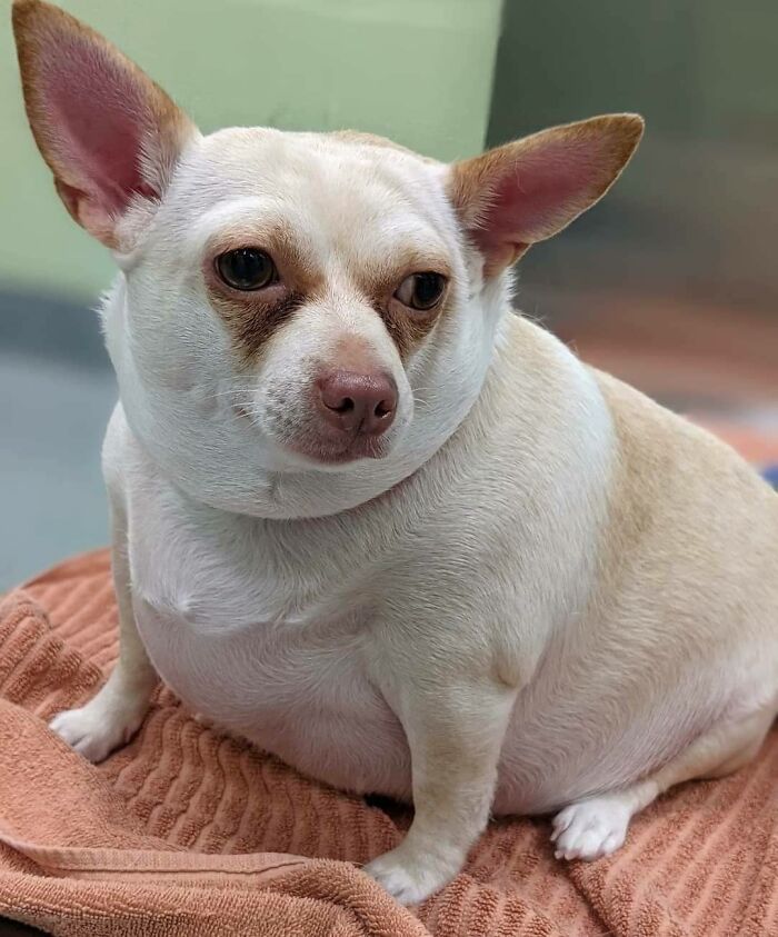 This Chihuahua Was Left In A Shelter To Be Euthanized Because Of Her Weight This Chihuahua Was Left In A Shelter To Be Euthanized Because Of Her Weight