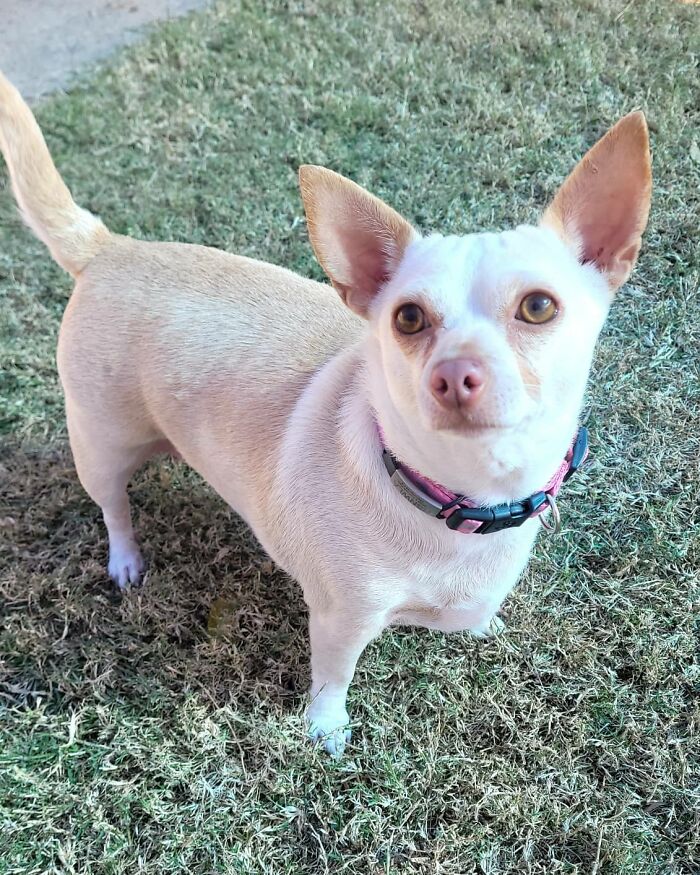 This Chihuahua Was Left In A Shelter To Be Euthanized Because Of Her Weight This Chihuahua Was Left In A Shelter To Be Euthanized Because Of Her Weight