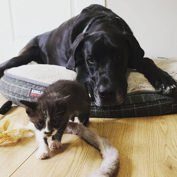 "Because Of Corbin's Size, Some People Find Him Scary": 150-Lb Great Dane Breaks Misconceptions By Being The Best Foster Dad To Kittens "Because Of Corbin's Size, Some People Find Him Scary": 150-Lb Great Dane Breaks Misconceptions By Being The Best Foster Dad To Kittens