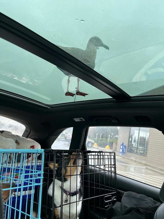 Winston Disapproves Of Seagulls On The Sunroof
