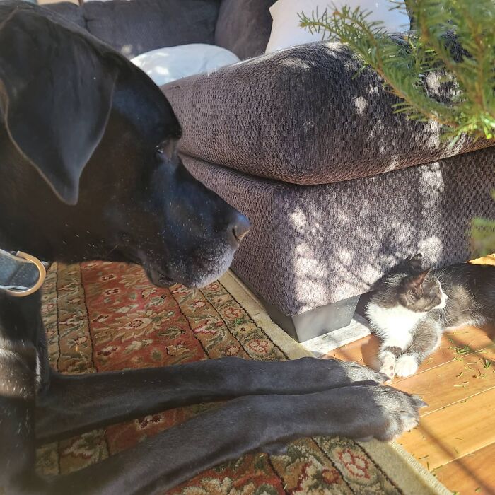 "Because Of Corbin's Size, Some People Find Him Scary": 150-Lb Great Dane Breaks Misconceptions By Being The Best Foster Dad To Kittens