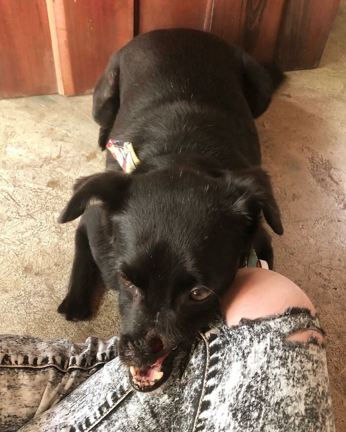 Meet Odin, The Dog Who Lost Part Of His Snout In An Accident And Still Found Kindness In His Owner Who Adopted Him After He Spent 3 Years In A Shelter Meet Odin, The Dog Who Lost Part Of His Snout In An Accident And Still Found Kindness In His Owner Who Adopted Him After He Spent 3 Years In A Shelter