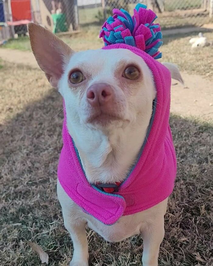 This Chihuahua Was Left In A Shelter To Be Euthanized Because Of Her Weight This Chihuahua Was Left In A Shelter To Be Euthanized Because Of Her Weight