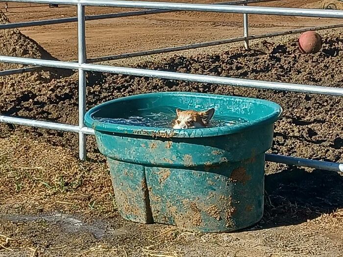 Corgopotamus Disapproves Of Being Told To Get Out Of The Cattle Water. *his Little Stumpers Are Magical And He Hops Right In*