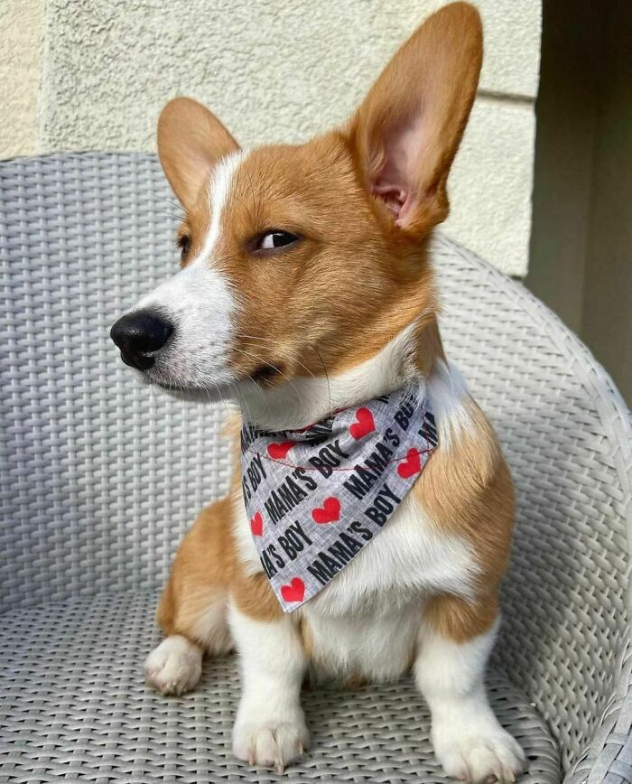 Odie’s Not Sure About His Bandana