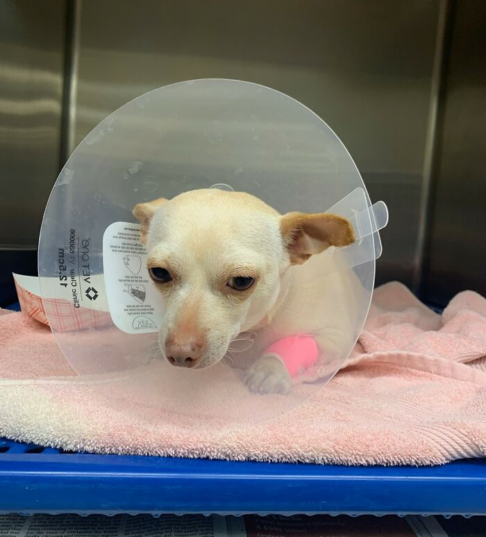This Chihuahua Was Left In A Shelter To Be Euthanized Because Of Her Weight This Chihuahua Was Left In A Shelter To Be Euthanized Because Of Her Weight
