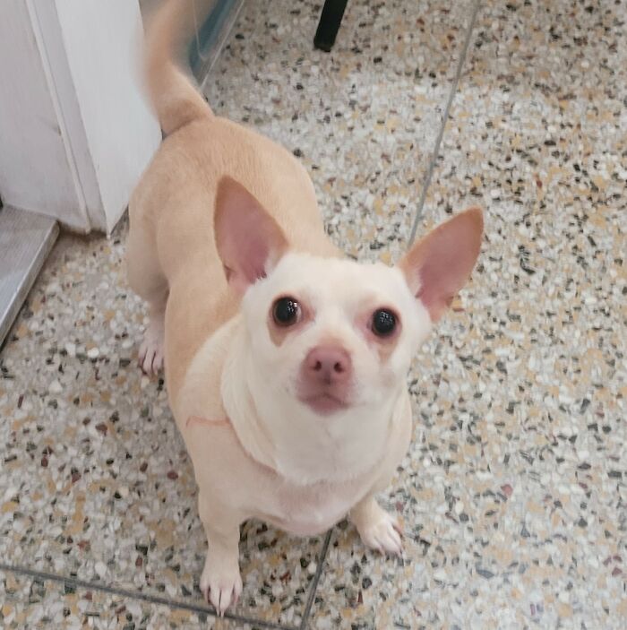 This Chihuahua Was Left In A Shelter To Be Euthanized Because Of Her Weight This Chihuahua Was Left In A Shelter To Be Euthanized Because Of Her Weight