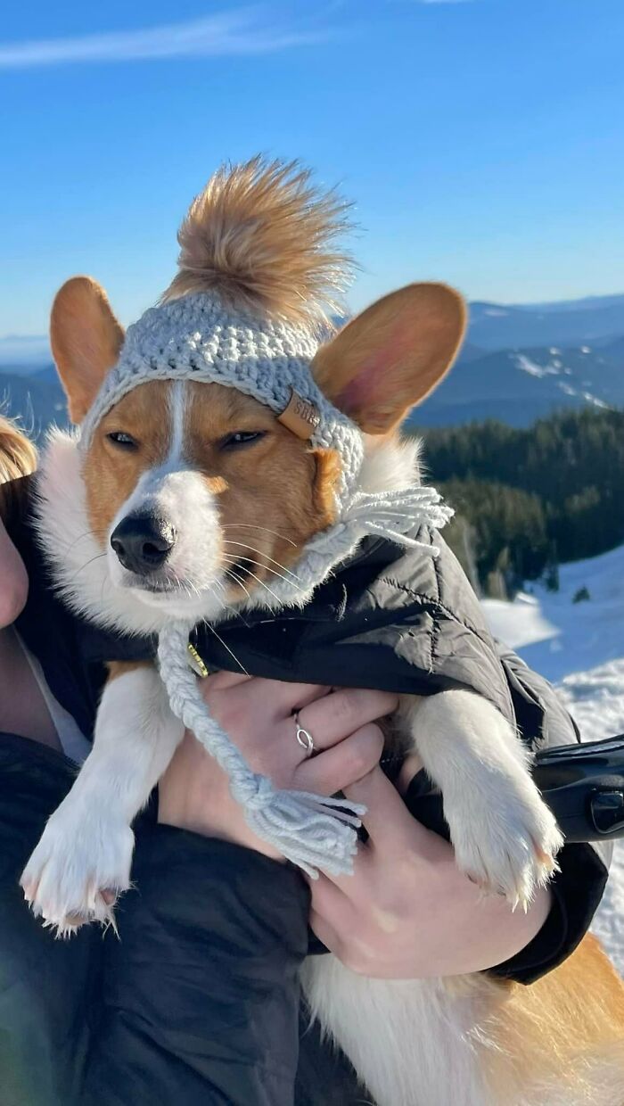 Odie Disapproves Of His Beanie