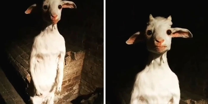A Creepy Standing Goat.