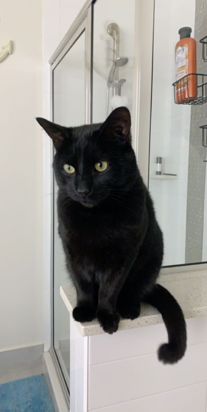 My Cat Cole. He Is Still Alive.