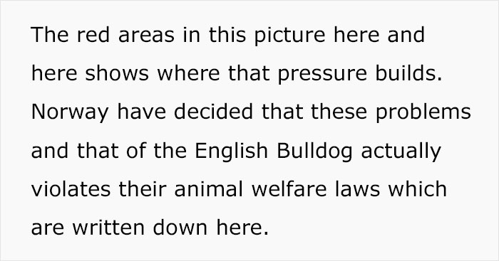 Veterinarian Goes To TikTok To Explain The Deal With Norway Banning The Breeding Of English Bulldogs And Cavalier King Charles Spaniels Veterinarian Goes To TikTok To Explain The Deal With Norway Banning The Breeding Of English Bulldogs And Cavalier King Charles Spaniels