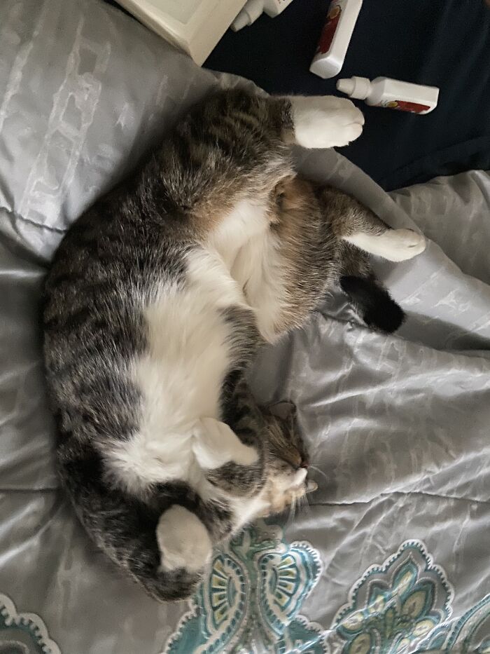 This Is How My Cat Sleeps.