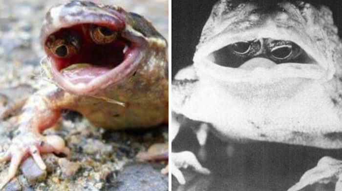 Existe una mutación en las ranas en la que sus ojos crecen en el interior de la boca.