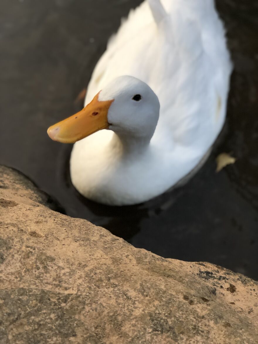 Duck At My Local Downtown :)