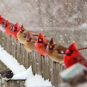 sandramayfield avatar