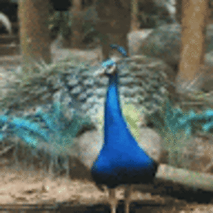 tessalynmassey_1 avatar