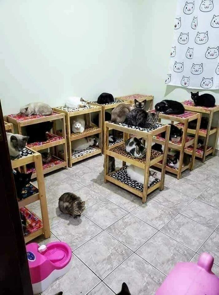 Debido a las temperaturas extremadamente bajas, la brigada de entrenamiento de la Fuerza Aérea de Kütahya de las Fuerzas Armadas turcas construyó esta habitación para que los gatos callejeros pudieran quedarse