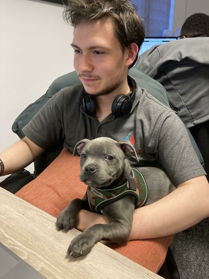 El jefe dijo que podíamos tener viernes de cachorros en la oficina