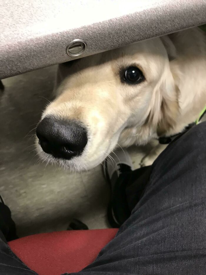 I Work In IT At A University And I Had To Upgrade A Professor’s Computer And They Had A Therapy Dog. This Sweet Girl Kept Me Company The Whole Time I Worked