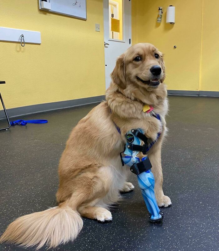 Turbo's Smile Always Makes Me Smile. This Was His Prosthetic Fitting Day