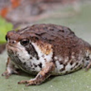 gracyngullifer avatar