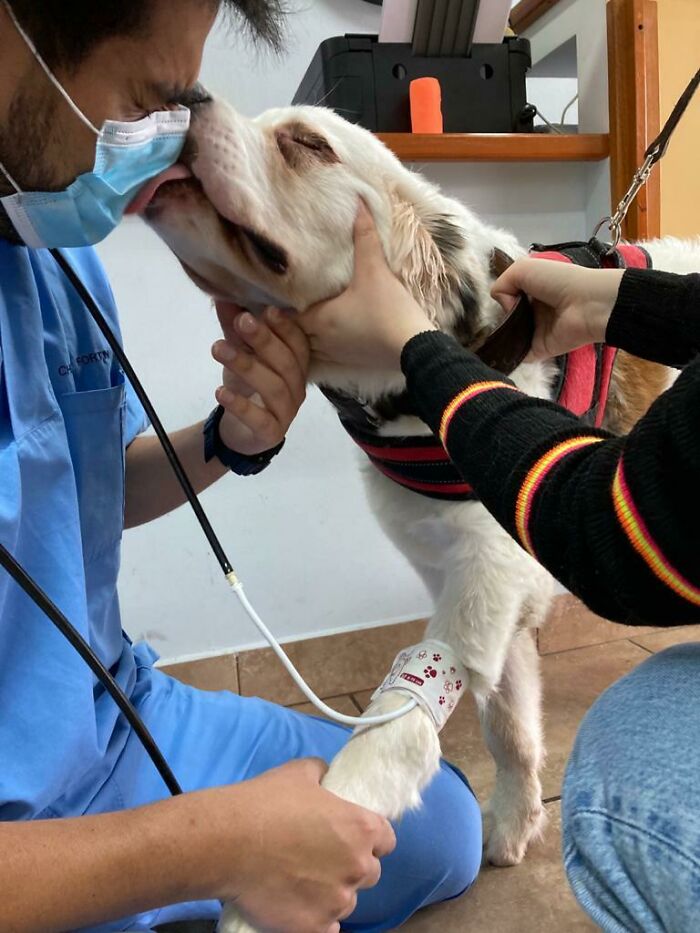 Today My Dog Kissed Her Vet While He Was Taking Her Blood Pressure