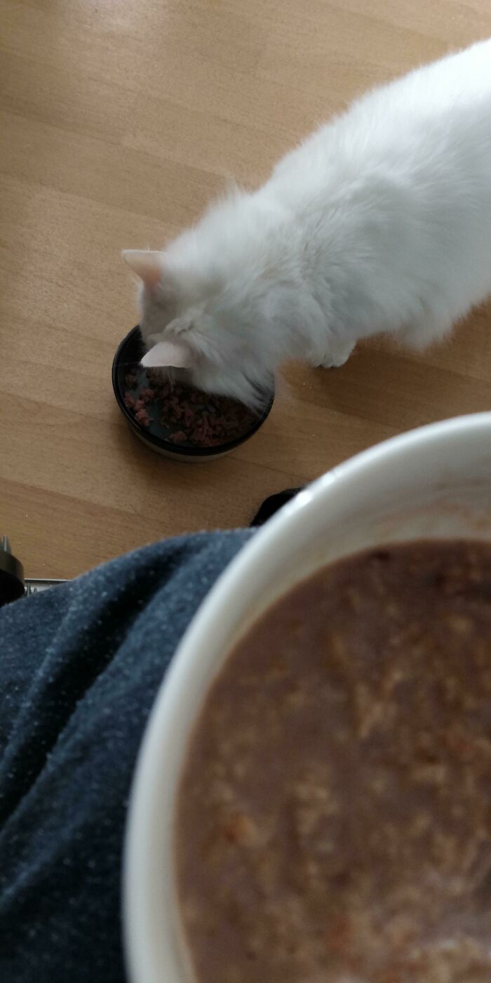 Me estoy recuperando de la anorexia pero mi gato dejó de comer... Finalmente descubrí que sólo come cuando yo lo hago. Una muy buena razón para seguir comiendo