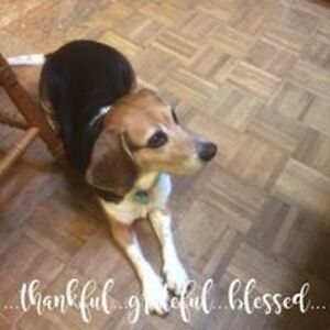 joanbertacasey avatar