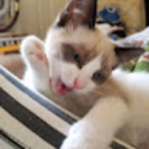 yancettehalverson avatar