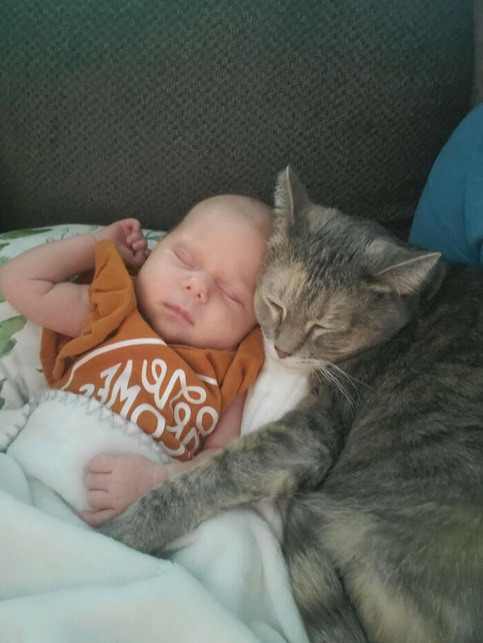 My Wife Just Sent Me This Picture Of Our Daughter And Cat. I'm Crying At Work
