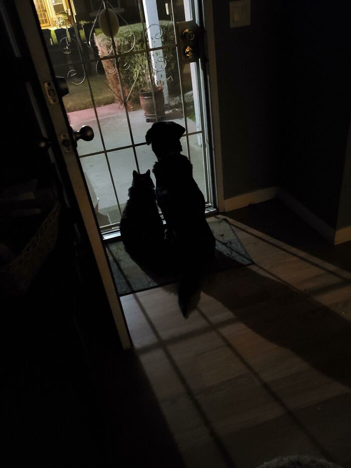 My Son Always Texts To Say He's On His Way Home. I Open The Door, Letting His 17-Year-Old Cat, And 16-Year-Old Dog Know That He's On His Way. This Is Them Waiting For Him