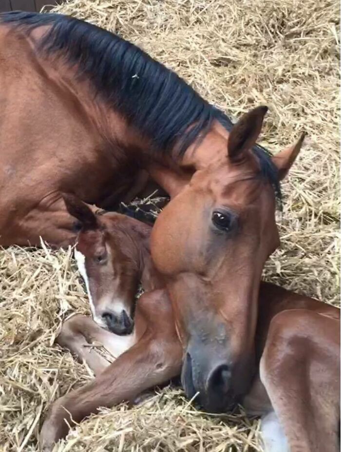 This Mare Lost Her Foal And Then, Two Days Later, This Foal Lost Its Mother. Here They Are An Hour After Meeting