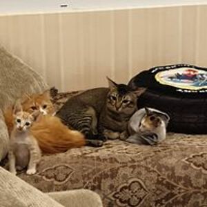 pokimikinikki avatar