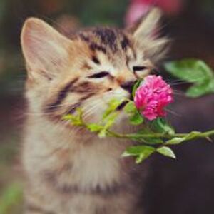 karen_rossner avatar