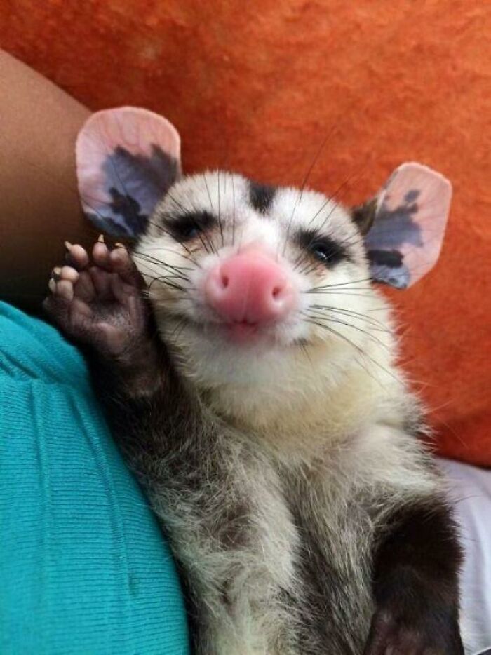 Possums Are Cute, Too!
