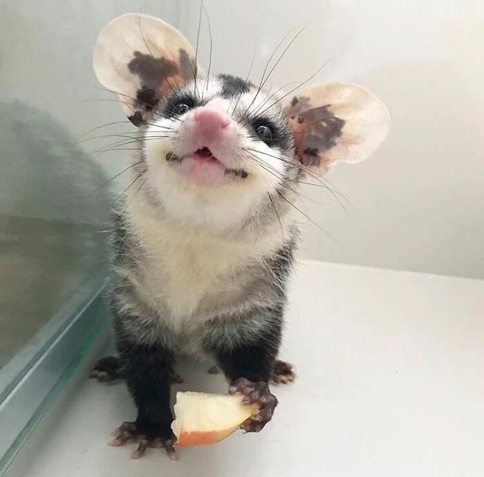 Here’s A Cute Opossum To Brighten Your Day